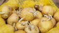 Patatesin filizlenen kısmını kesip yiyenler yandı: Patatesi sakın böyle yemeyin. Filizlenmiş patates yenir mi?