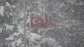 Acil Uyarı! 20 cm Kar Yağacak Tarih ve Saat Verildi