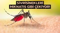 Ne kan grubu ne de koku: Sivrisinekler bu kıyafet rengine geliyormuş sakın giymeyin