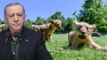 Cumhurbaşkanı Erdoğan'ın yavru aslanlarına isim aranıyor! Anketle belirlenecek