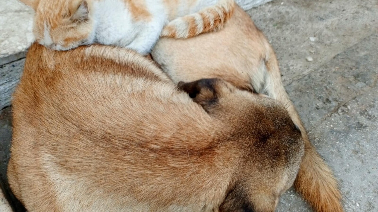 Aydın'da yürekleri ısıtan kare!