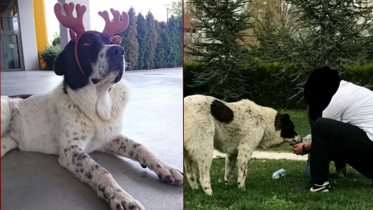 Skandal iddia! ‘Matmazeli’ döverek vahşice öldürdüler