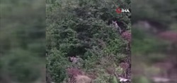 Rize'de ayıların fındık keyfi kameraya böyle yansıdı