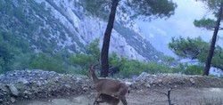 Yaban keçilerinin yavrularını besleme anı fotokapana yansıdı