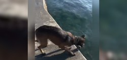 Kendi kendine refleks antrenmanı yapan köpek sosyal medyada gündem oldu