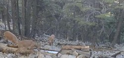 Antalya'da yaban keçisi ailesi fotokapana böyle yansıdı