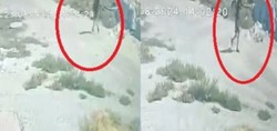 Narin Güran'a istismar iddiası
