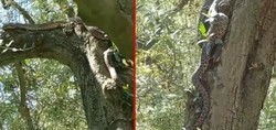 Bursa'da dev yılan paniği! Zeytin ağacındaki dev yılanı görenler gözlerine inanamadı. O anlar kameraya böyle yansıdı