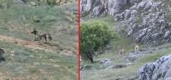 Elazığ'da doğanın nadir konukları görüntülendi: Dağ keçileri ve kurt kameraya böyle yansıdı