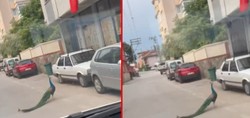 Görenler şaştı kaldı! Bursa'da sokak ortasında gezen tavus kuşu sürücülere ilginç anlar yaşattı