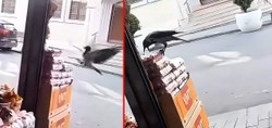 Hırsız karga görenleri hayrete düşürdü: Sultangazi'de karganın marketin önündeki yumurtayı aldığı anlar kameraya böyle yansıdı