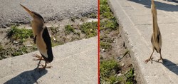 Görenler şaşkınlıklarını gizleyemedi: Sinop’ta nesli tükenmekte olan balaban kuşu görüldü