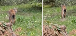 Nesli tükenme tehlikesi altında: Bolu'da görüntülendi