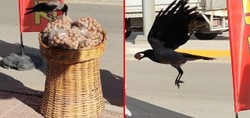 Elazığ'da gülümseten anlar: Ceviz çalan karga kameralara yakalandı