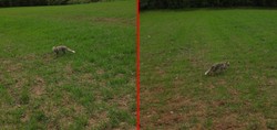 Kastamonu’da tilkinin dronla imtihanı izleyenleri gülümsetti