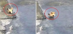 Yavrularını şahin saldırısından koruyan tavuk sosyal medyada viral oldu