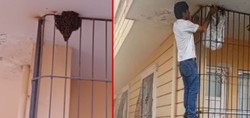 Siirt'te şaşırtan görüntü! Çıplak elle yüzlerce arının arasına girdi