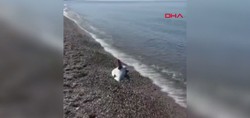 Antalya'da korkutan görüntü! Ölü köpek balığı kıyıya vurdu