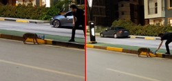 Karabük'te ilginç anlar kamerada: Başına poşet takılan çakalı yoldan geçen vatandaş kurtardı.