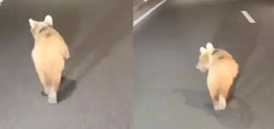 Gümüşhane'de ilginç anlar! Zigana Tüneli’ne giren yavru ayı kameraya böyle yansıdı