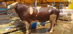 Kurban pazarının şampiyonu rekor fiyata satıldı! 1 ton 200 kiloluk dana bakın kaç paraya satıldı...