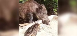 Hatay'da ilginç anlar: Yaban domuzu ve kedi birlikte yemek yedi
