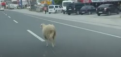 Yalova'da sahibinin elinden kaçan koyun trafiği birbirine kattı. O anlar kameraya böyle yansıdı