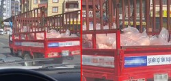 Kamyonet kasasında kavurucu sıcak altında et taşıdılar! Siverek'teki görüntülere tepki yağıyor