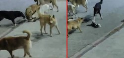 Hatay'da başıboş sokak köpekleri kediyi parçaladı! O anlar kameraya yansıdı