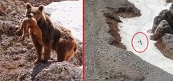 Munzur Dağları’nda belgeselleri aratmayan görüntü! Bozayı, yavru dağ keçisini böyle avladı
