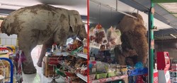 Taylan'da ilginç anlar kamerada: Vahşi fil marketi bastı, raflardaki atıştırmalıkları yedi