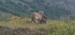 O anlar saniye saniye kameraya yansıdı: Tunceli’de kurt, keçiyi kaptığı gibi böyle götürdü
