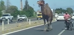 Görenler şaştı kaldı! Aydın'da kara yoluna çıkan deve, sürücülere zor anlar yaşattı