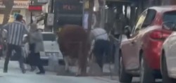 Ümraniye'de pazardan kaçan kurbanlık boğa ortalığı birbirine kattı
