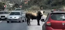 Hatay'da kaçan kurbanlık boğa trafiği birbirine kattı! Herkes durup o anları izledi
