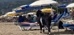 Antalya'da gülümseten görüntü! Sahibinin elinden kaçan kurbanlık keçi, plaja girdi