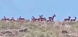 Sürü halinde görüntülendiler: Malatya'da yaban keçileri kameraya böyle yansıdı