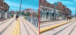 Görenler şaştı kaldı! Eskişehir'de tramvay rayları üzerindeki başı boş at kameraya böyle yansıdı