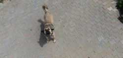 Köpeğin dron ile imtihanı gülümsetti