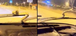 Antalya'da seyir halindeki otomobilde yılan şoku! O anlar kameraya böyle yansıdı