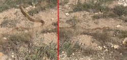 Hayvanlarını otlatırken dev yılanla göz göze geldi!