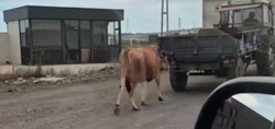Samsun'da tepki çeken görüntü! Traktörün arkasına bağladığı ineği sürükleyerek götürdü