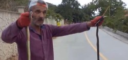 Görenler şaştı kaldı! Düzce'de bir vatandaş yılanları elleriyle yakaladı