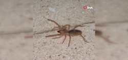 Elazığ’da sıcakların getirdiği yeni tehlike! Zehirli etçil sarı kız örümceği görüntülendi