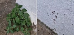 İstanbul'dan endişe yaratan görüntü! 'Dikkat edin' notuyla paylaştı