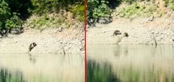 Artvin’de belgeselleri aratmayan görüntü: iki ayı önce serinledi, sonra nehir kıyısında kavga etti