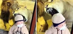 Hayvanat bahçesinde korku dolu anlar! Aslan, küçük çocuğa saldırmaya çalıştı