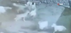 Kurdun kaptığı koyun ölü taklidi yaparak kurtuldu! Diyarbakır'da kurt, ağıldaki sürüye böyle daldı