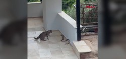 Antalya'da ilginç anlar: Kedi ile yılanın kavgası kameraya böyle yansıdı