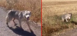 Diyarbakır'da ilginç anlar kamerada: Melez kurt gören vatandaşlar, kurdu evcil köpek çağırır gibi böyle çağırdı